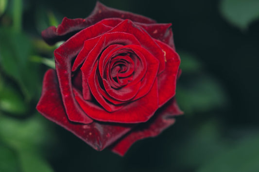 organic organic rose petals